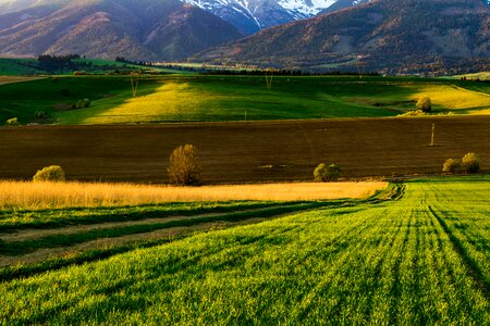 Meadow path nature photo