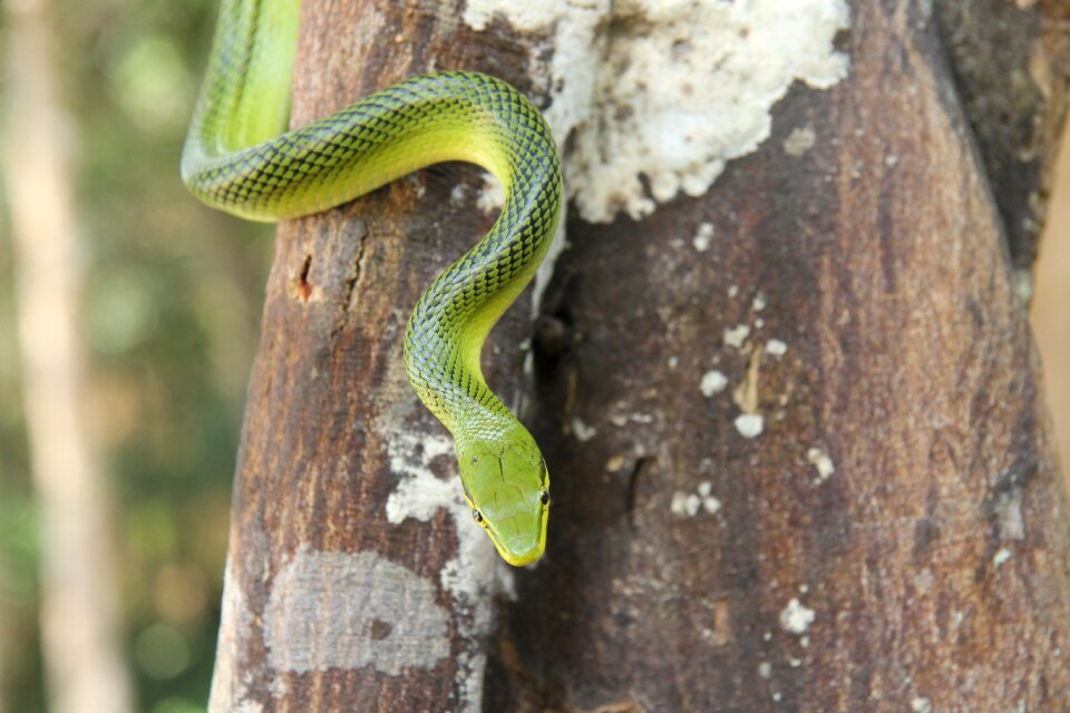 Snake asia nature