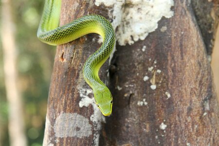 Snake asia nature photo