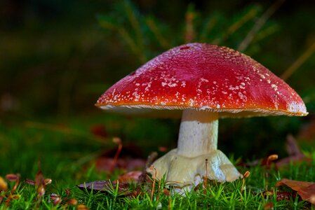 Autumn mushroom grass