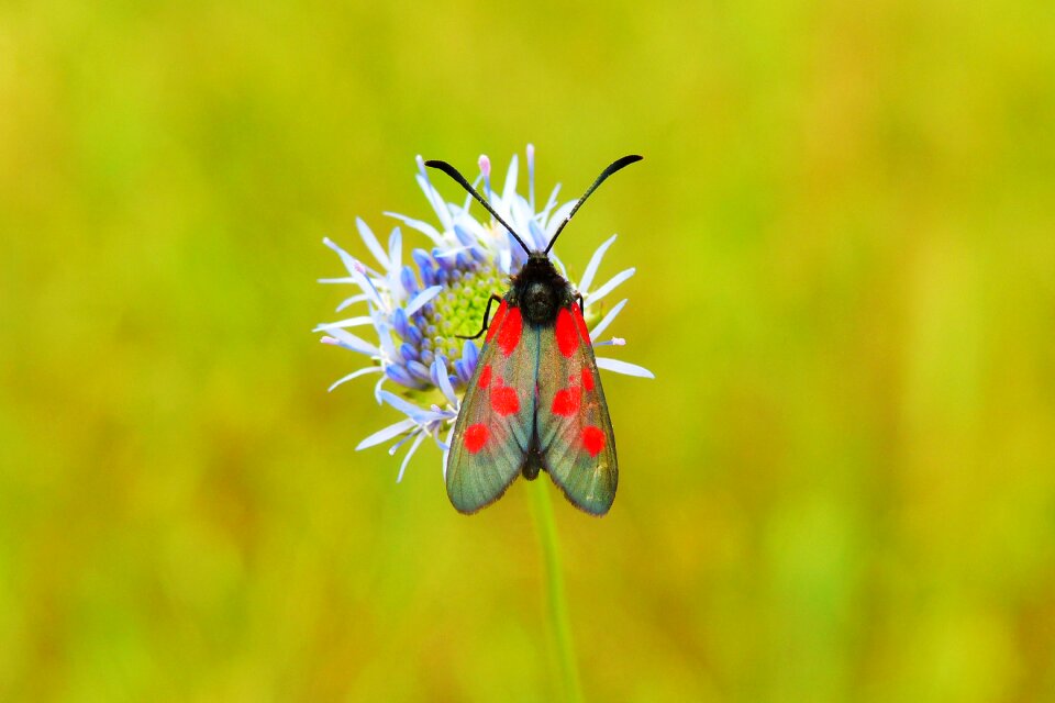 Flower animals nature