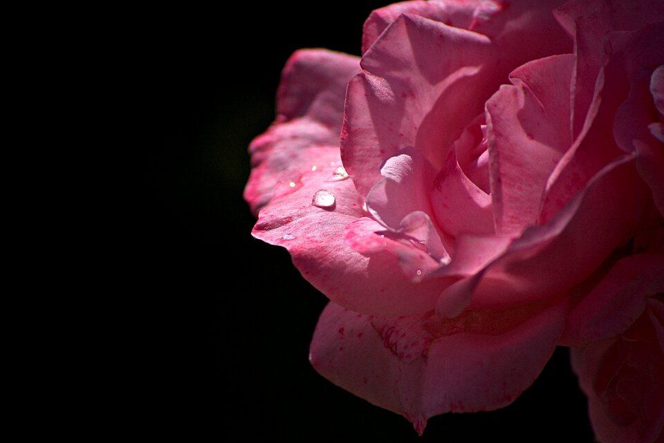 Nature love blossom