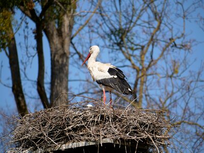 Bird nature animal world