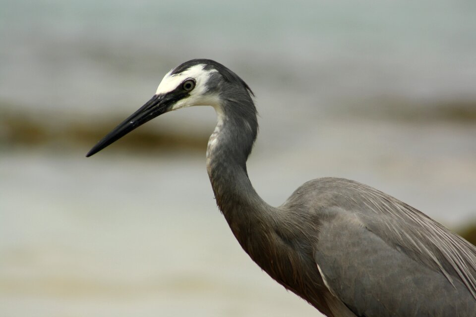 Australia caloundra head