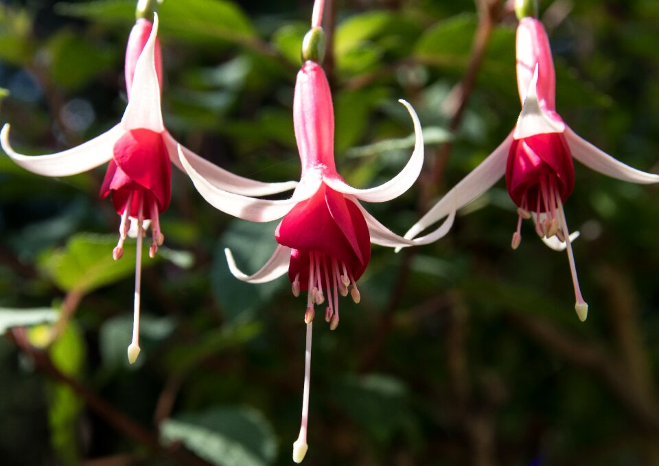 Bloom flower garden