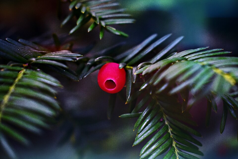 Plant nature needles