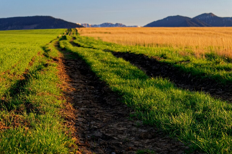 Meadow country nature