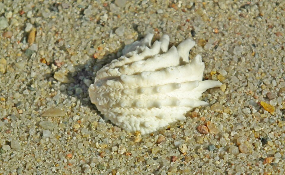 Sand the coast summer