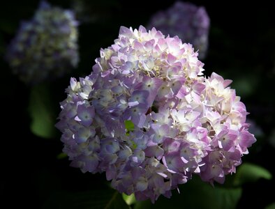 Purple ornamental plant flora