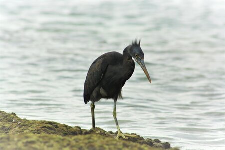 Australia bird wildlife
