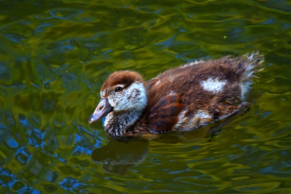 Bird animal wildlife