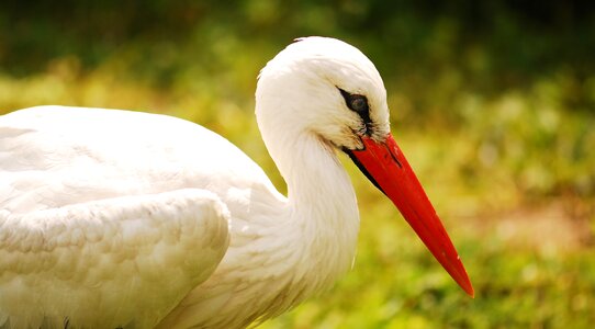 White stork nature village