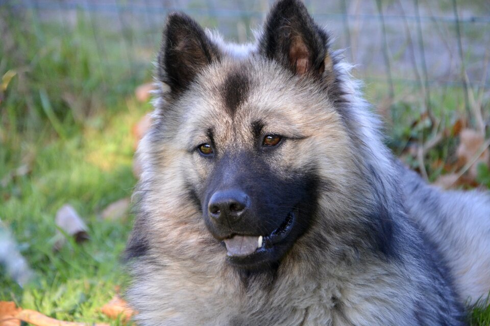 Bitch noel blue dog with a black muzzle black truffle