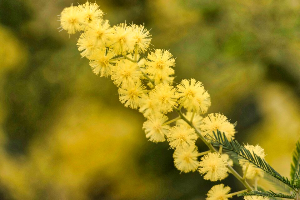 Nature floral concept