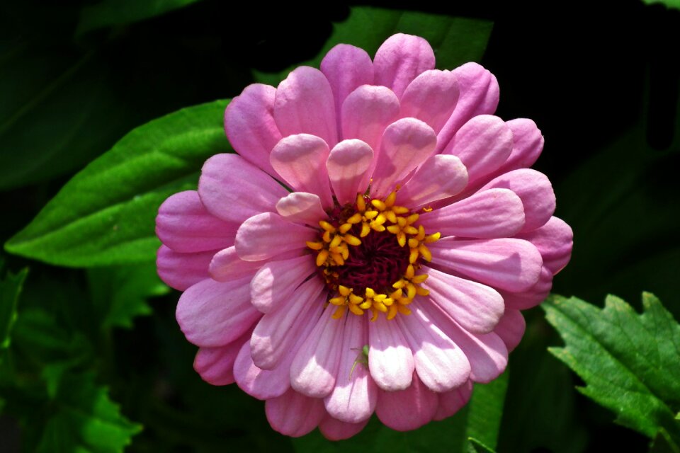 Nature garden macro