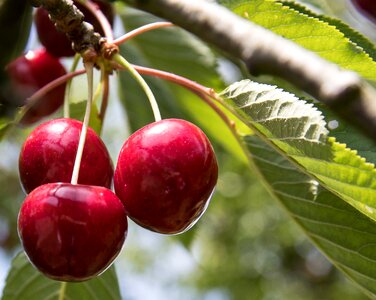 Summer sweet cherry garden