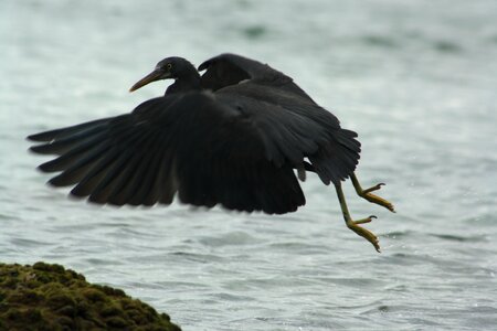Australia bird wildlife