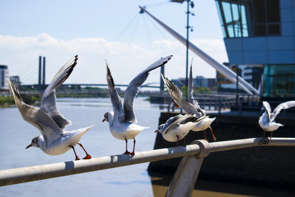 White bird marine sky