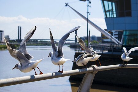 White bird marine sky