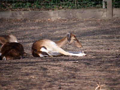 Sleep mammal animal world