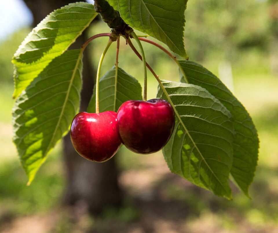 Summer sweet cherry garden