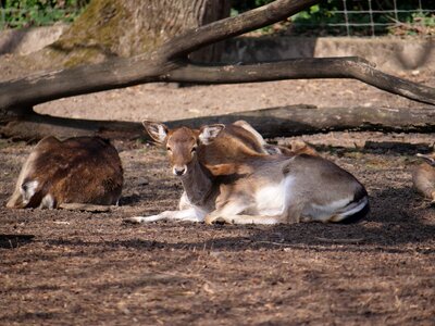 Sleep mammal animal world
