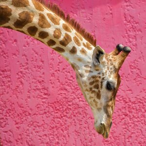 Long neck pink animal photo