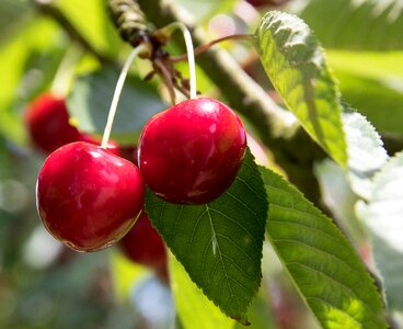 Summer sweet cherry garden photo