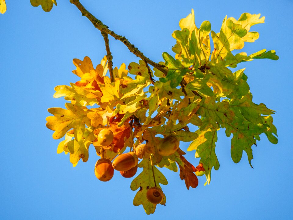 Bright branch acorns