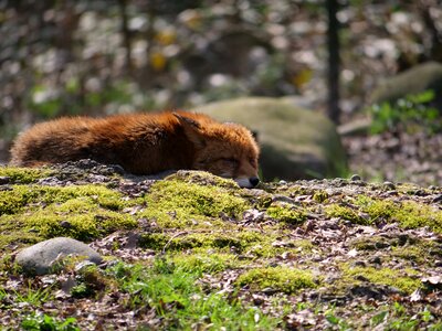 Forest animal forest brown moss