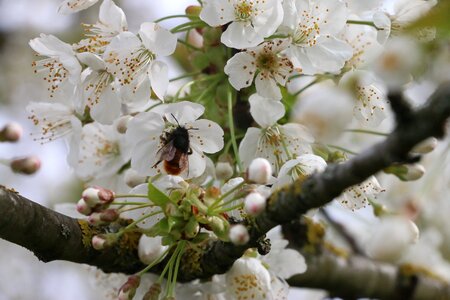 Bee api white