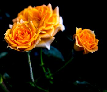 Yellow garden roses photo