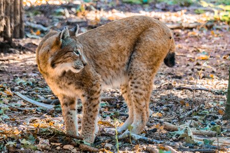 Wild animal fur animal world