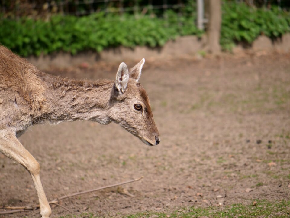 Sleep mammal animal world