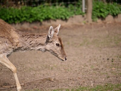 Sleep mammal animal world