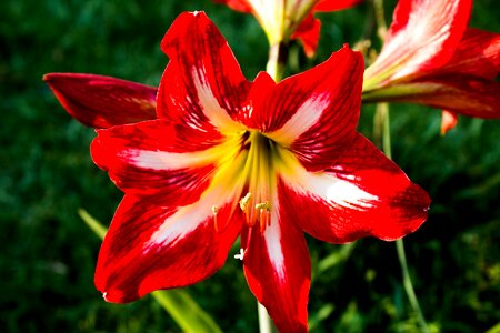 Nature petals flowering
