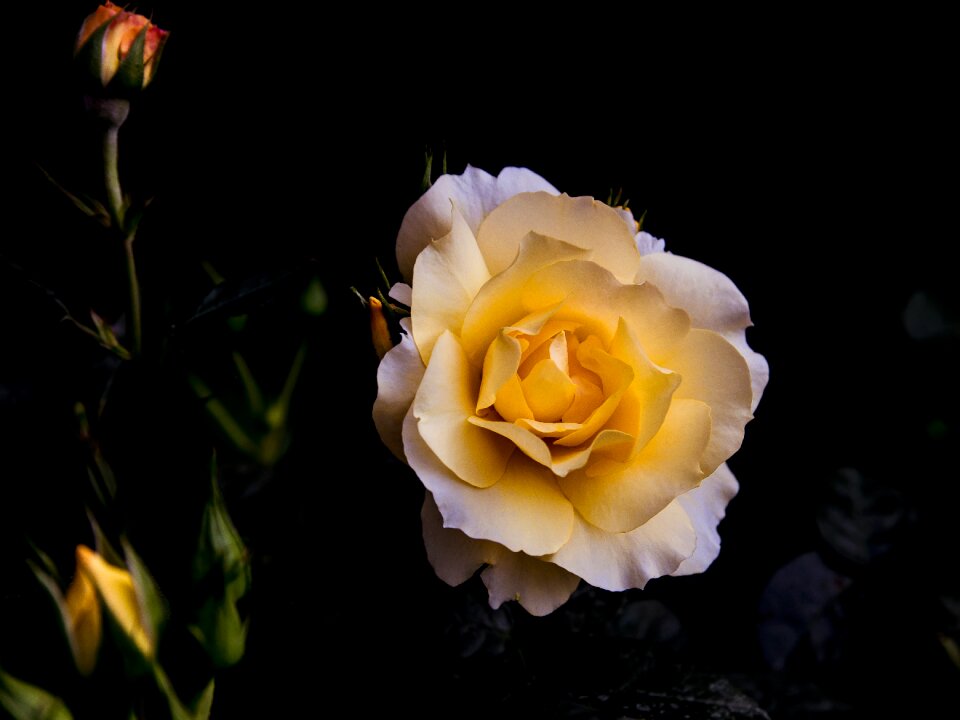 Yellow garden roses