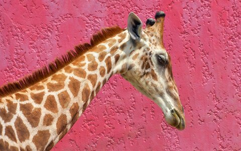 Pink animal profile