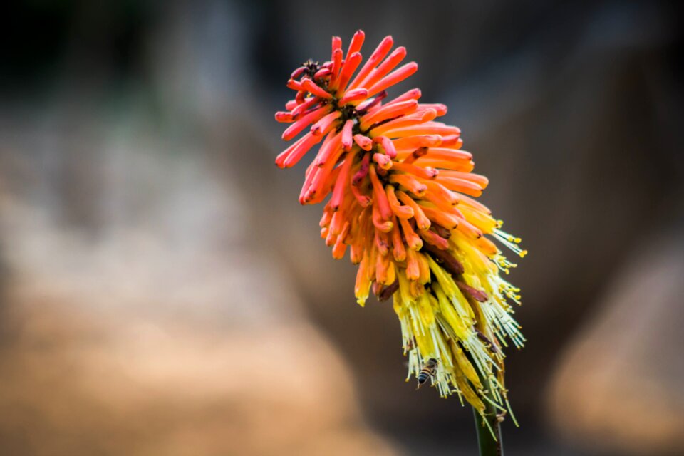 Nature petals flowering