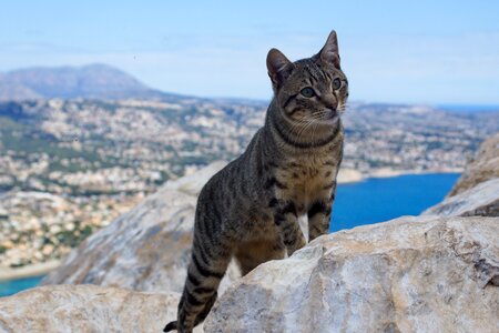 Mieze mountain attention