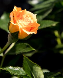 Yellow garden roses photo