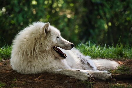 Predator lying animal