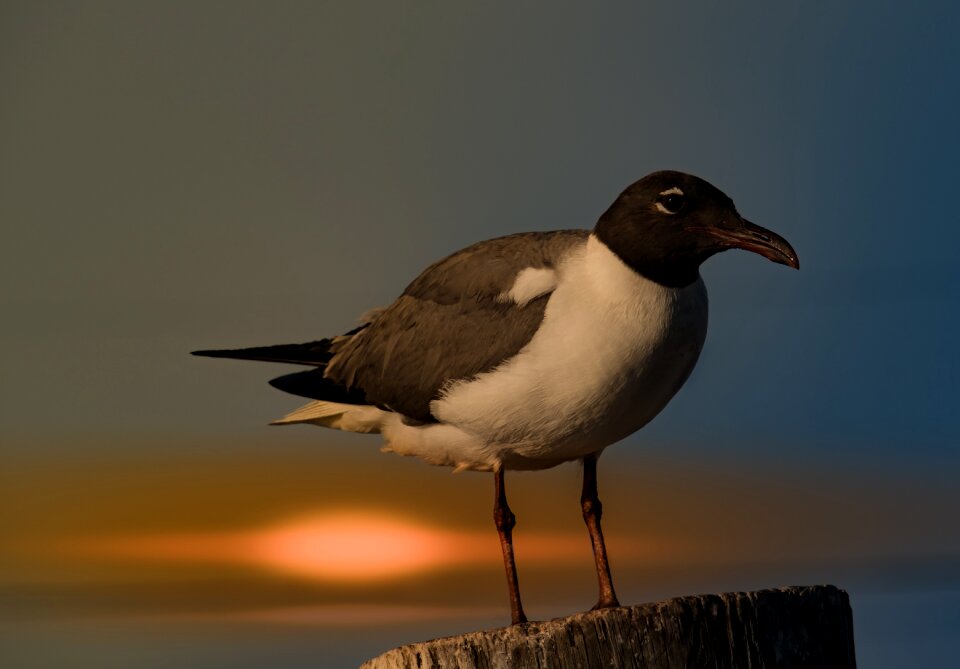 Wildlife sunset sea