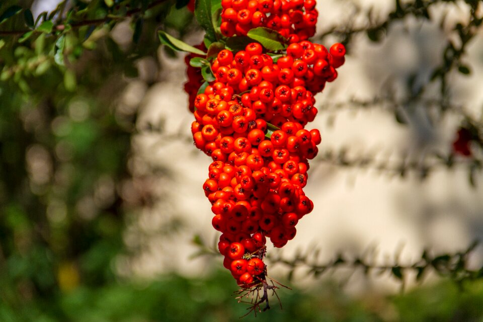 Nature autumn ornamental shrub