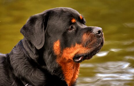 Dog peaceful pet photo