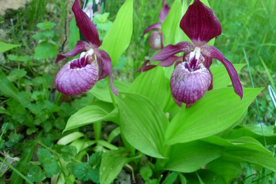 Cypribedium macranthos blossom bloom