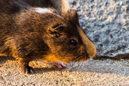 Rodent beautiful mammal