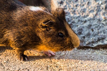 Rodent beautiful mammal photo