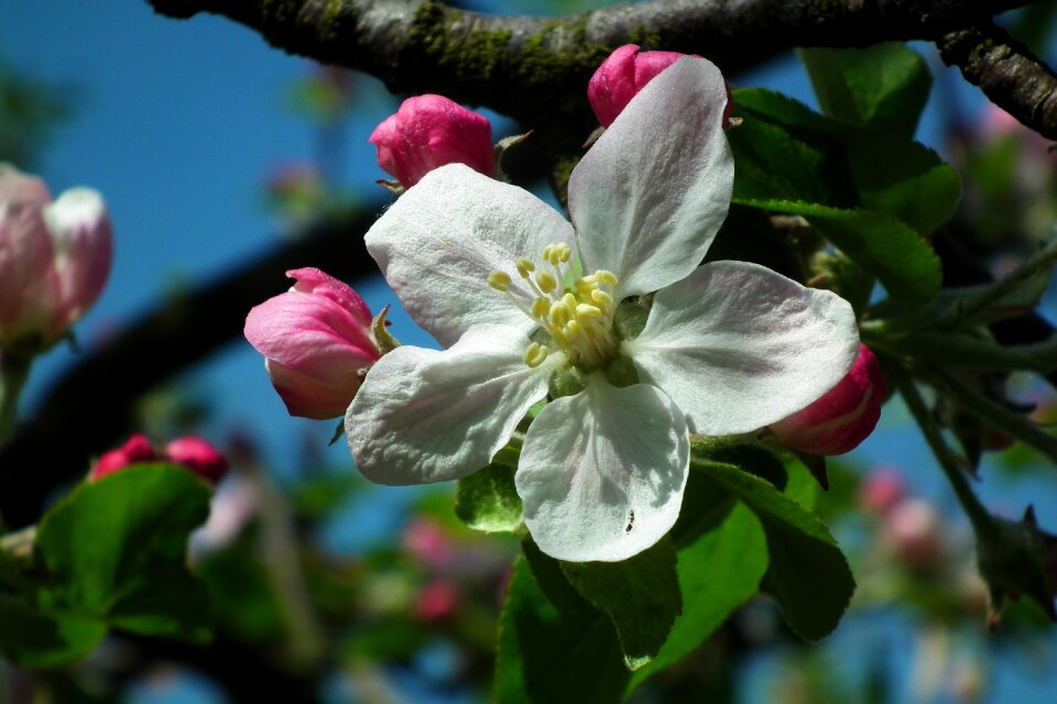 Tree branch plant