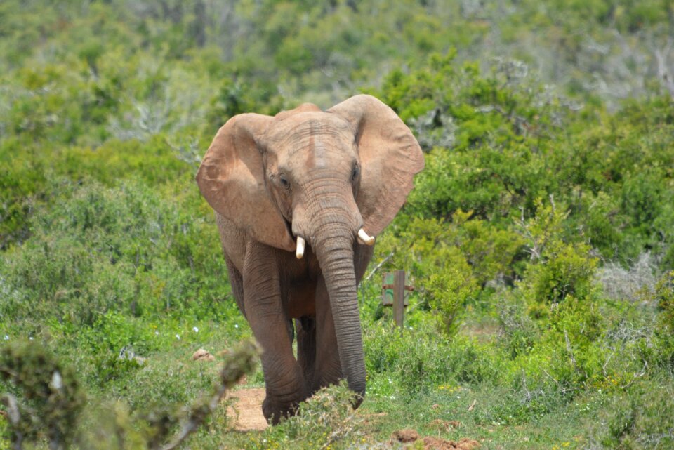 Nature outdoors mammal